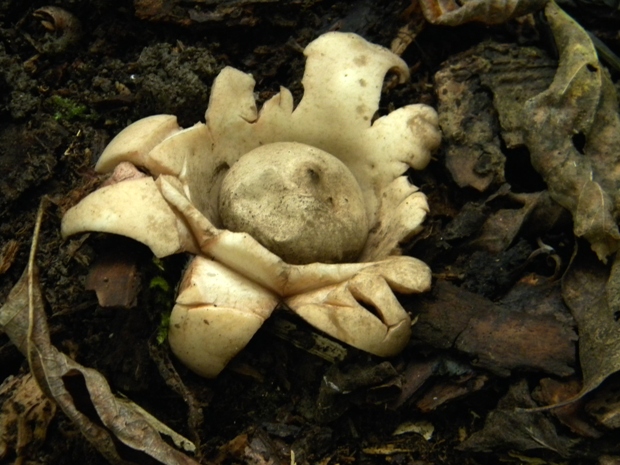 hviezdovka trojitá Geastrum triplex Jungh.