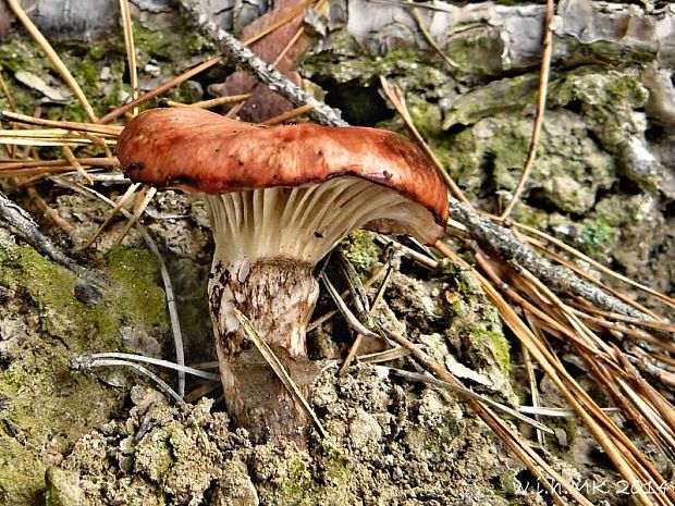 sliziak ružový Gomphidius roseus (Fr.) Oudem.