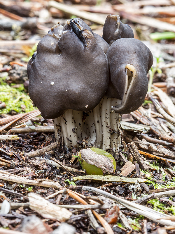 chriapač Helvella sp.