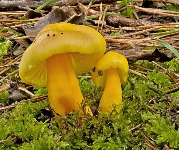 lúčnica citrónovožltá Hygrocybe chlorophana (Fr.) Wünsche