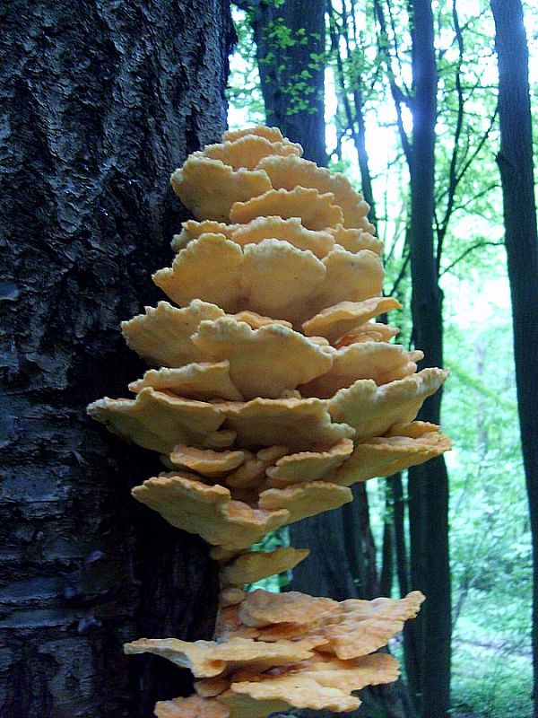 sírovec obyčajný Laetiporus sulphureus (Bull.) Murrill