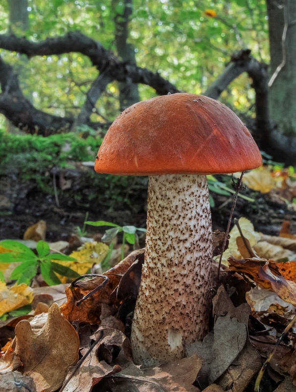 kozák dubový Leccinum aurantiacum (Bull.) Gray