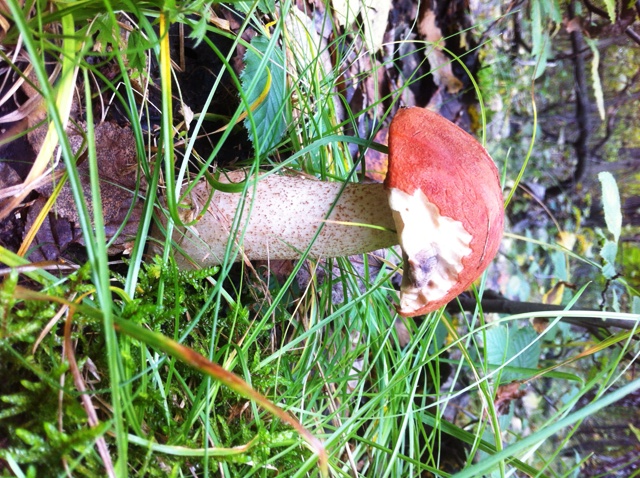 kozák brezový Leccinum scabrum (Bull.) Gray