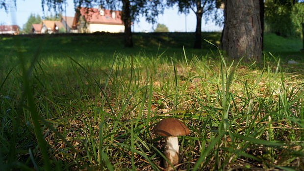 kozák Leccinum sp.