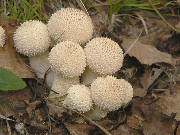 prášnica bradavičnatá Lycoperdon perlatum Pers.