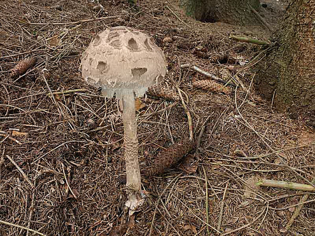 bedľa Konradova Macrolepiota konradii (Huijsman ex P.D. Orton) M.M. Moser