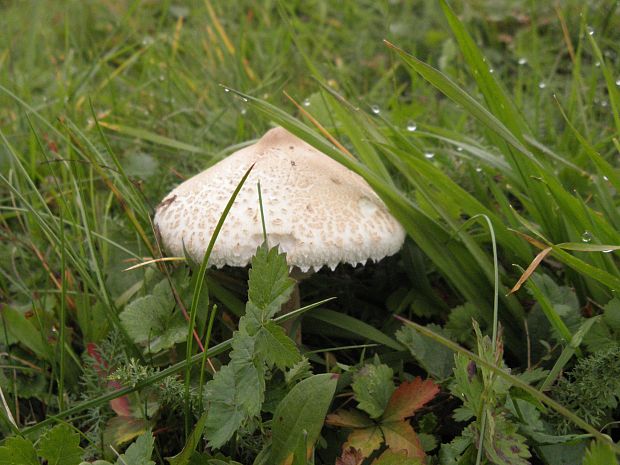 bedľa vysoká Macrolepiota procera (Scop.) Singer