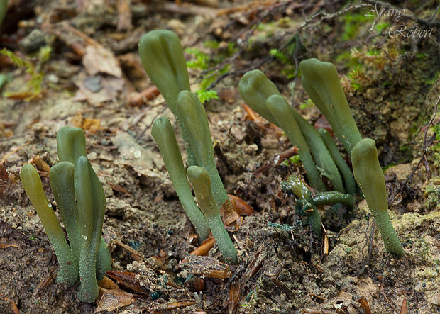 drobnojazýček zelený Microglossum viride (Pers.) Gillet