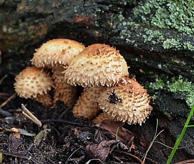 šupinovka šupinatá Pholiota squarrosa (Vahl) P. Kumm.