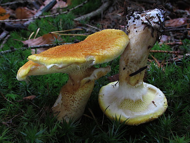 hríbovec dutohlúbikový Suillus cavipes f. aureus (Opat.) A.H. Sm. & Thiers