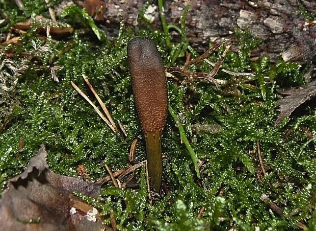 žezlovka srnková Tolypocladium ophioglossoides (J.F. Gmel.) Quandt, Kepler & Spatafora