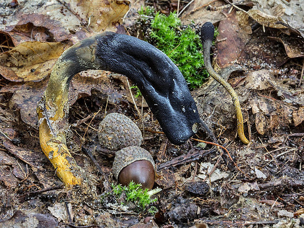 žezlovka srnková Tolypocladium ophioglossoides (J.F. Gmel.) Quandt, Kepler & Spatafora