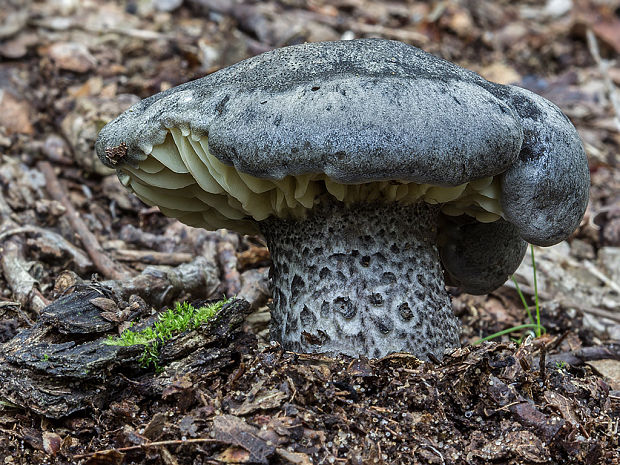 čírovka mydlová šupinkatá Tricholoma saponaceum var. squamosum (Fr.) P. Kumm.