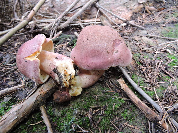 čírovec červenožltý Tricholomopsis rutilans (Schaeff.) Singer