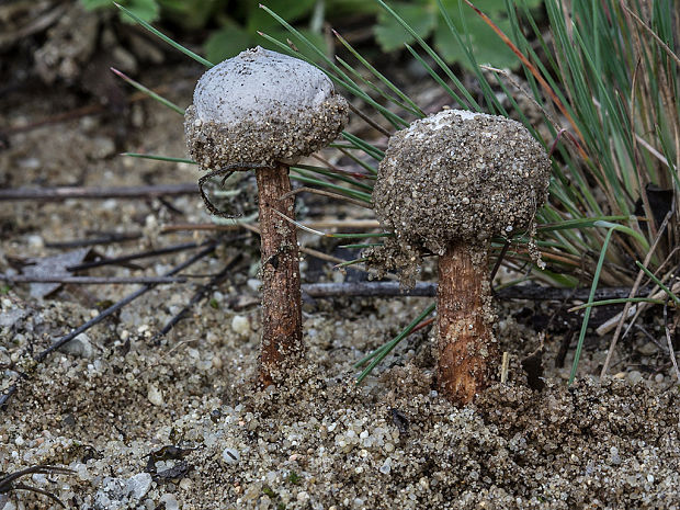 stopkovec vláknitý Tulostoma fimbriatum Fr.