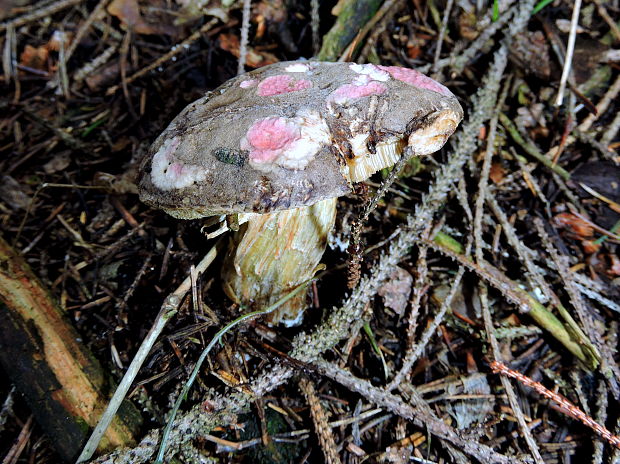 suchohríb Xerocomus sp.