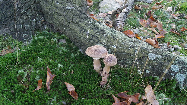 muchotrávka tigrovaná Amanita pantherina (DC.) Krombh.