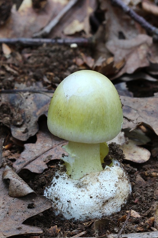 muchotrávka zelená Amanita phalloides (Vaill. ex Fr.) Link