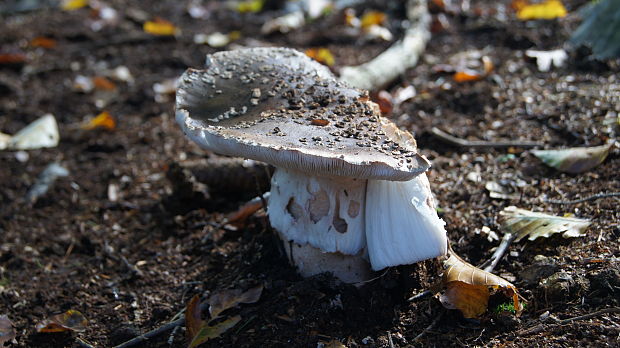 muchotrávka červenkastá Amanita rubescens Pers.