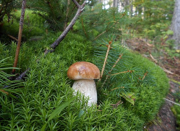 hríb smrekový Boletus edulis Bull.