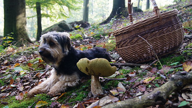 hríb smrekový Boletus edulis Bull.