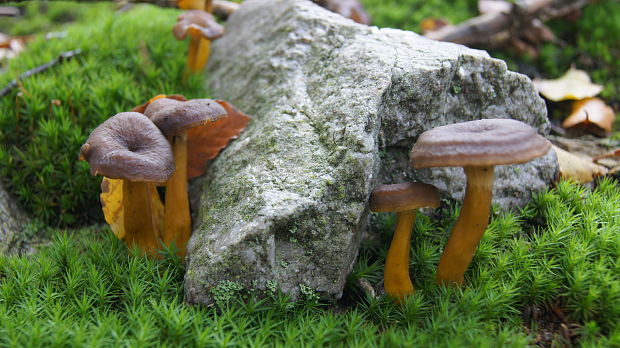 kuriatko Cantharellus sp.