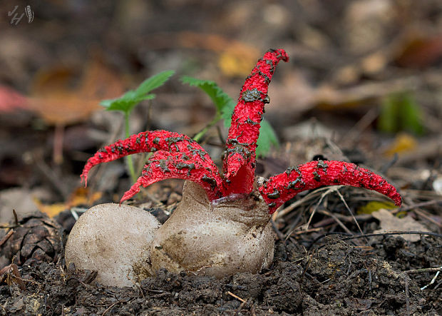 mrežovka kvetovitá Clathrus archeri (Berk.) Dring