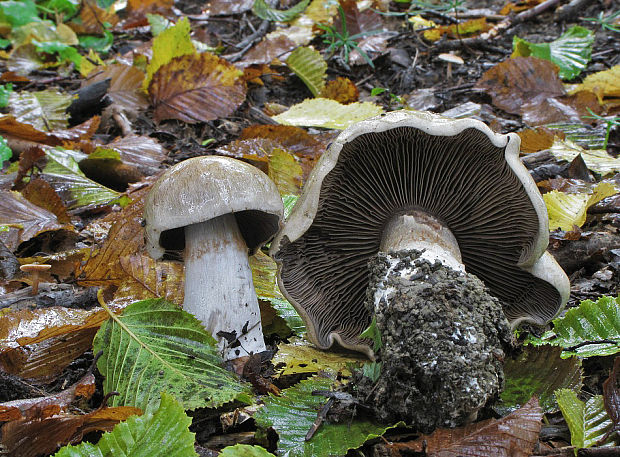 pavučinovec olivový Cortinarius infractus (Pers.) Fr.