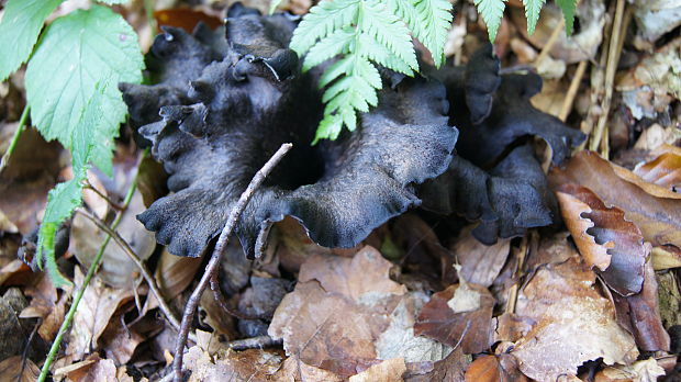 lievik trúbkovitý Craterellus cornucopioides (L.) Pers.