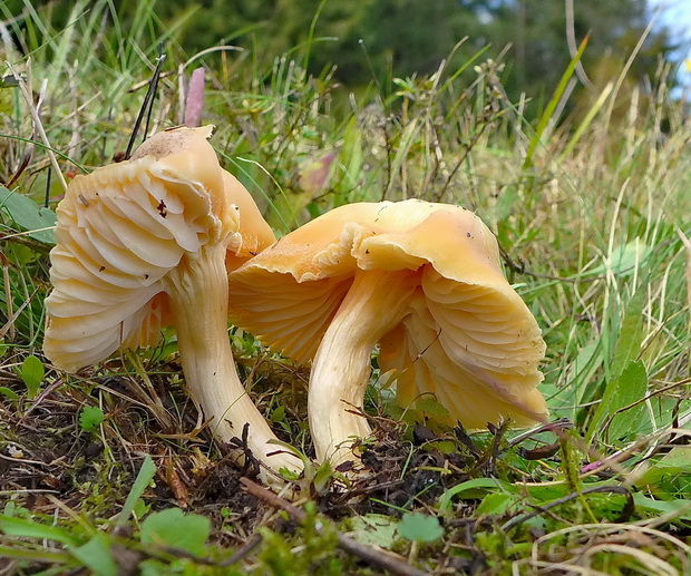 lúčnica statná Cuphophyllus pratensis (Fr.) Bon