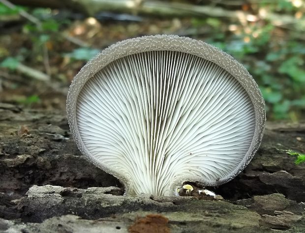 lastúrka plstnatá Hohenbuehelia mastrucata (Fr.) Singer