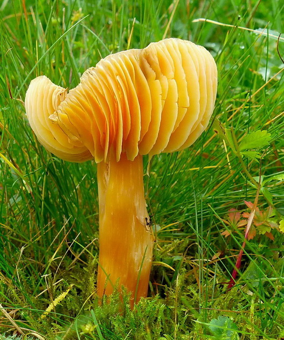 lúčnica granátovočervená Hygrocybe punicea (Fr.) P. Kumm.