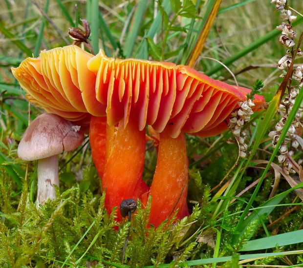 lúčnica granátovočervená Hygrocybe punicea (Fr.) P. Kumm.