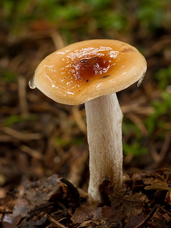 šťavnačka terčovitá Hygrophorus discoideus (Pers.) Fr.