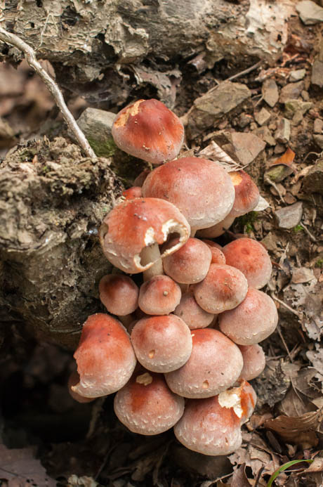 strapcovka tehlovočervená Hypholoma lateritium (Schaeff.) P. Kumm.