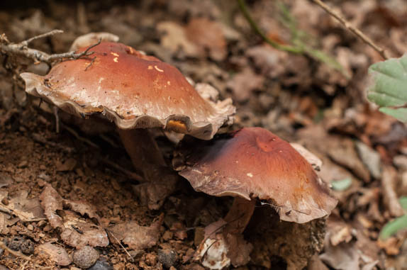 strapcovka Hypholoma sp.