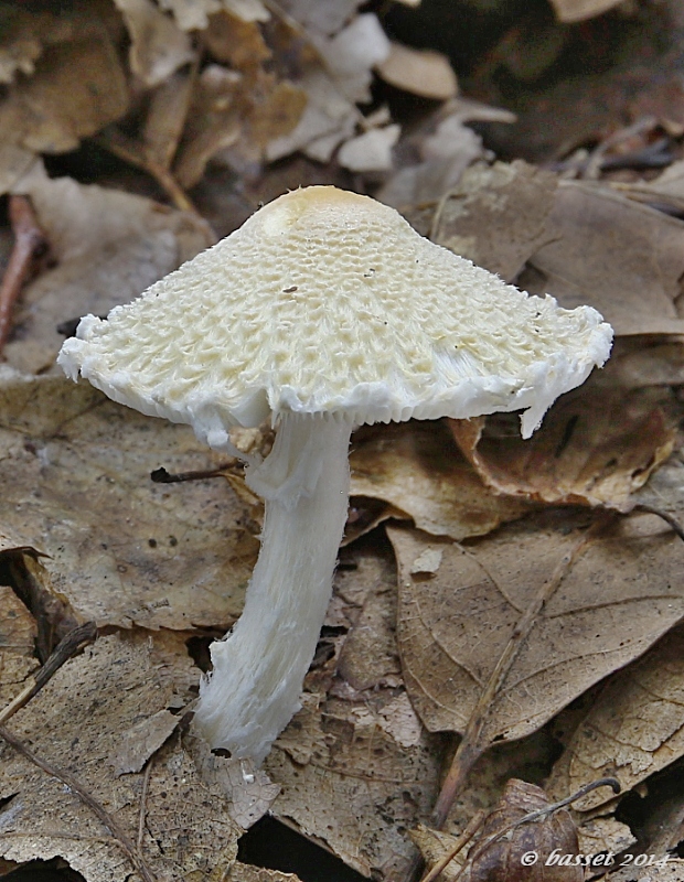 bedlička vlnatá Lepiota clypeolaria (Bull.) P. Kumm.