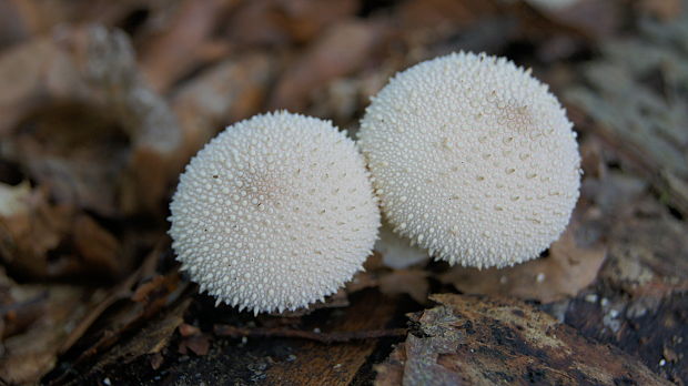 prášnica bradavičnatá Lycoperdon perlatum Pers.