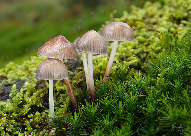 prilbička slizká želatínová Mycena epipterygia var. viscosa (Secr. ex Maire) Ricken