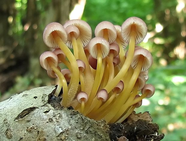 prilbička žltohlúbiková Mycena renati Quél.