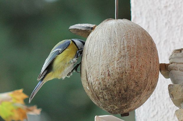 sýkorka belasá Parus caeruleus