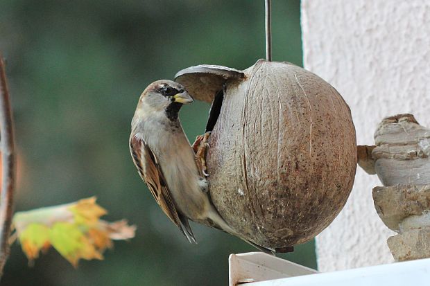 vrabec domový Passer domesticus