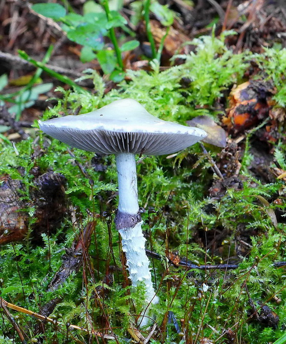 golierovka zelenkastá Stropharia aeruginosa (Curtis) Quél.