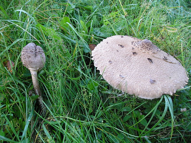 bedľa vysoká Macrolepiota procera (Scop.) Singer