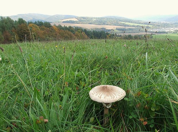 bedľa s krajinou alebo krajina s bedľou