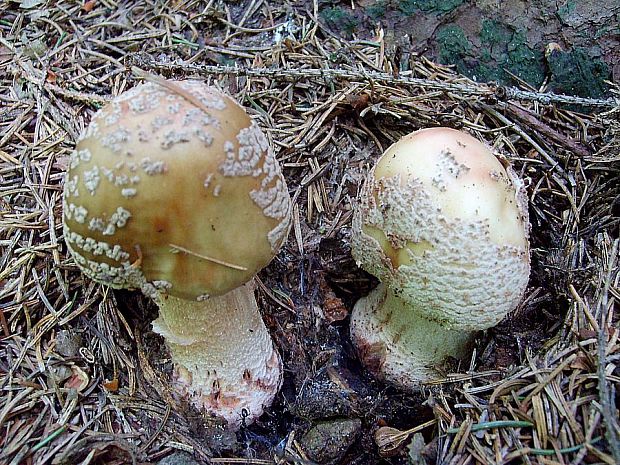 muchotrávka červenkastá Amanita rubescens Pers.