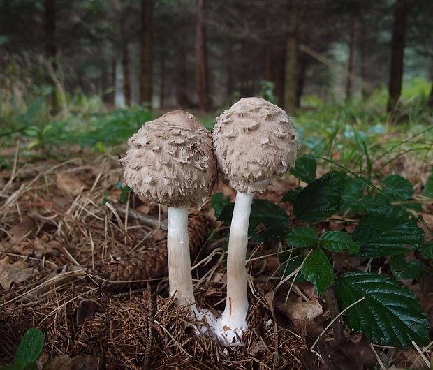 bedľa červenejúca Chlorophyllum rachodes (Vittad.) Vellinga