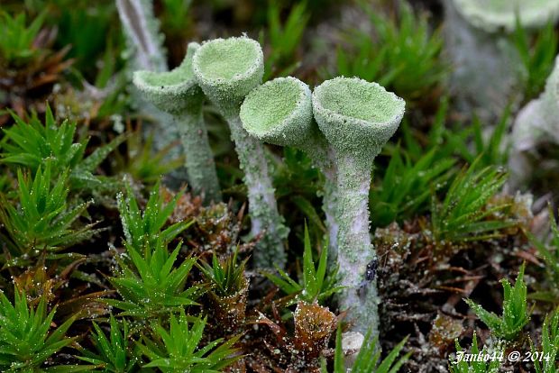 dutohlávka riasnatá Cladonia fimbriata (L.) Fr.