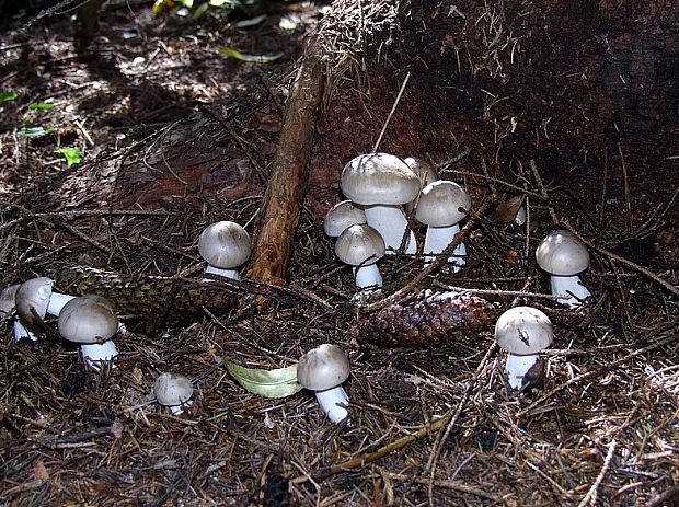 strmuľka inovaťová Clitocybe nebularis (Batsch) P. Kumm.