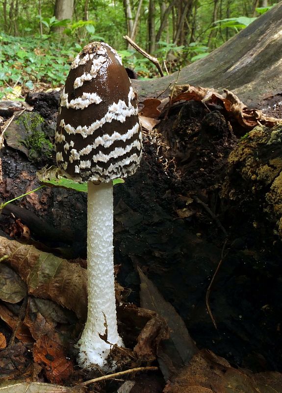 hnojník strakatý Coprinopsis picacea (Bull.) Redhead, Vilgalys & Moncalvo